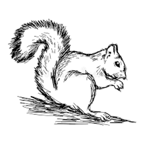 Squirrel   01 Coloring / Drawing Book  T-Shirt Back