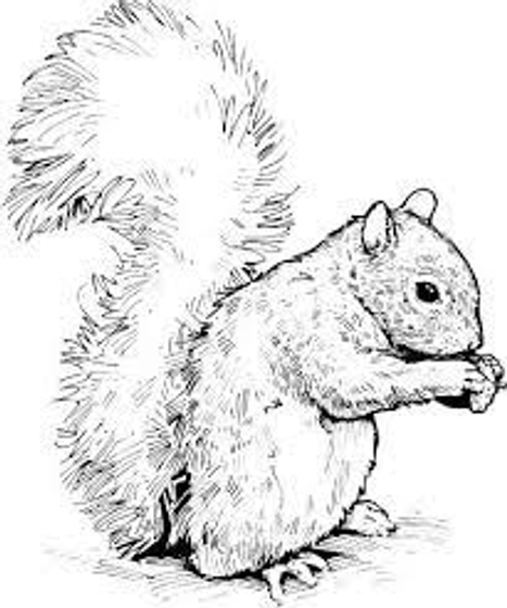 Squirrel   01 Coloring / Drawing Book  T-Shirt Right