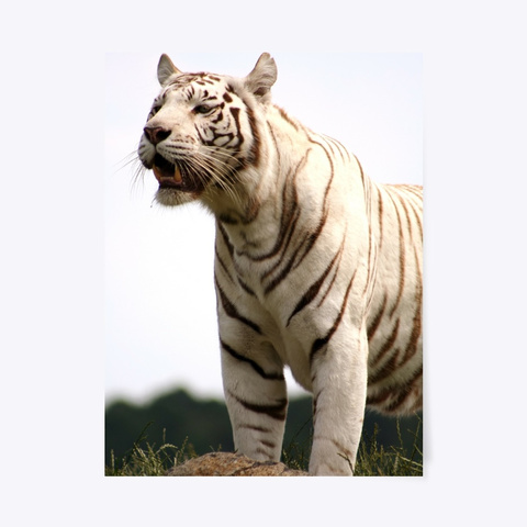 White Tiger   Poster Standard T-Shirt Front