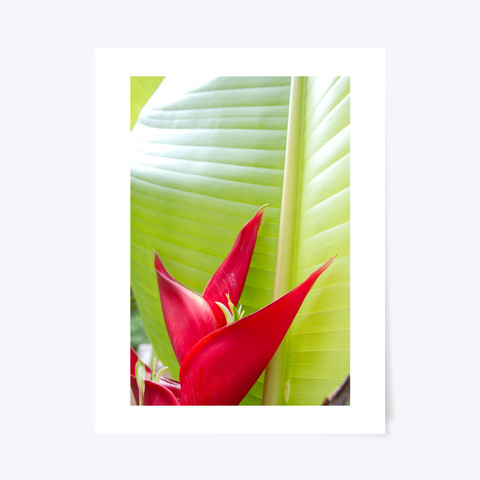 Tropical Red Heliconia Flower White T-Shirt Front