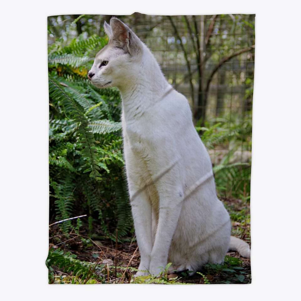 white serval cat